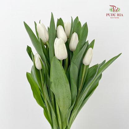 Tulip White - (8-10 Stems)
