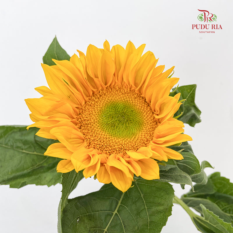 Sunflower Mini 迷你向日葵 - (10 Stems)