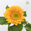 Sunflower Mini 迷你向日葵 - (10 Stems)