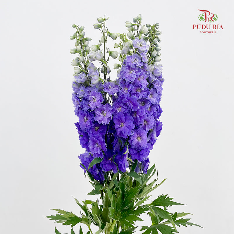 Delphinium Short Purple 飞燕草 - (5 Stems)