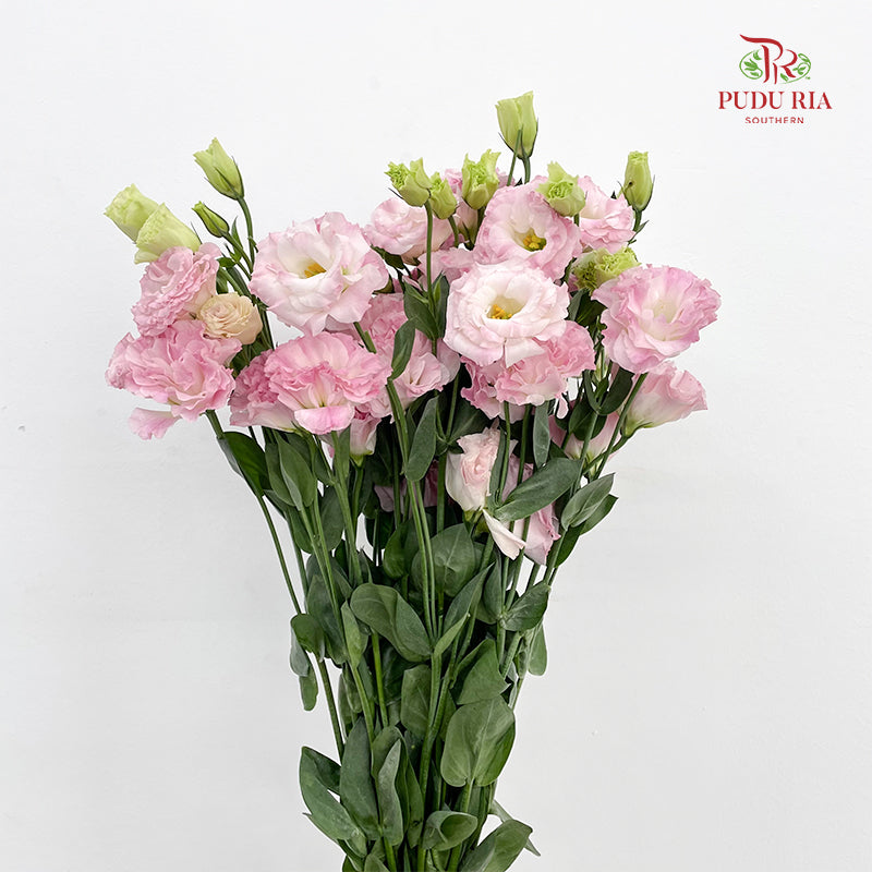 Eustoma Pink 洋桔梗 - (12-15 Stems)
