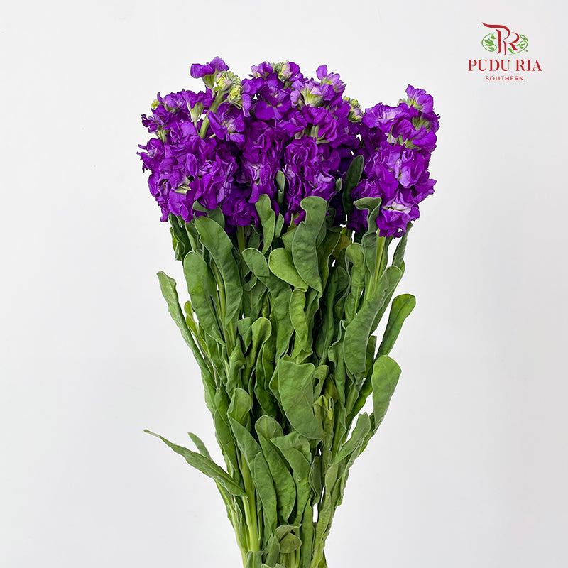 Matthiola Purple - (10 Stems)