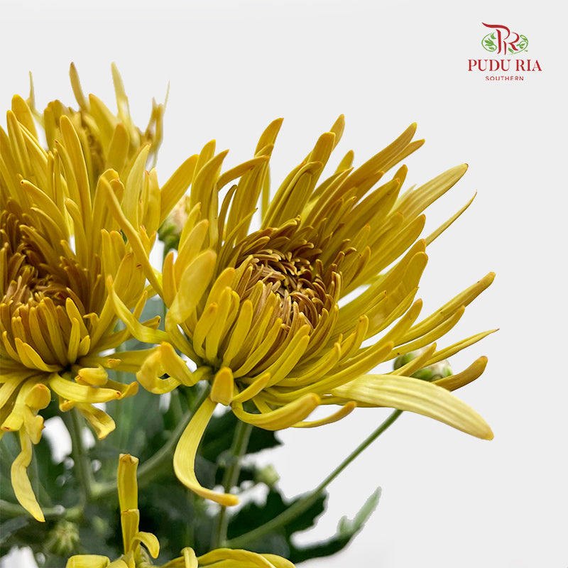 Chrysanthemum Pompom Spider Yellow - (10-12 Stems)