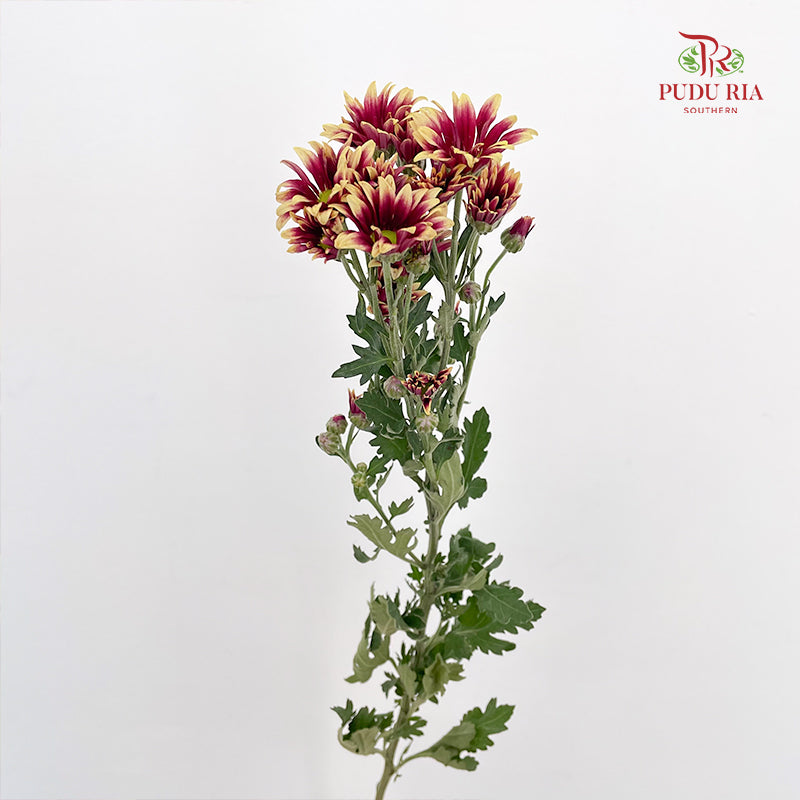 Chrysanthemum Pompom Daisy Purple/Yellow 1 - (10-12 Stems)