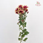 Chrysanthemum Pompom Daisy Purple/Yellow 1 - (10-12 Stems)
