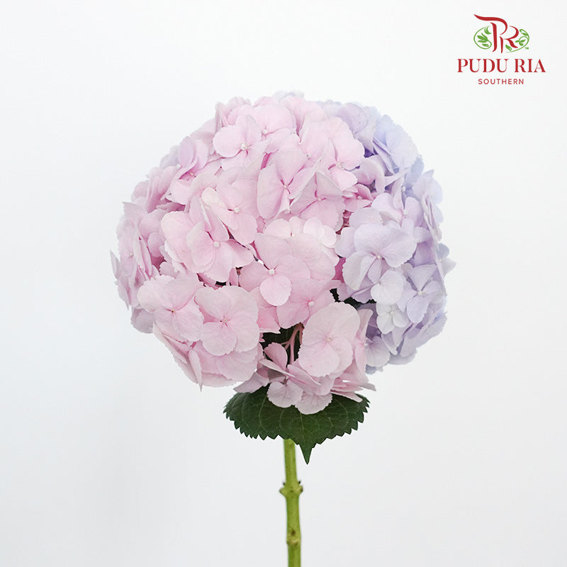 Hydrangea Two Tone  / Per Stem - Pudu Ria Florist Southern