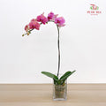 Phalaenopsis Orchid Dark Pink Big Single Stem #2