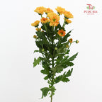 Chrysanthemum Calimero Pompom Rossi Orange - (10-12 Stems)
