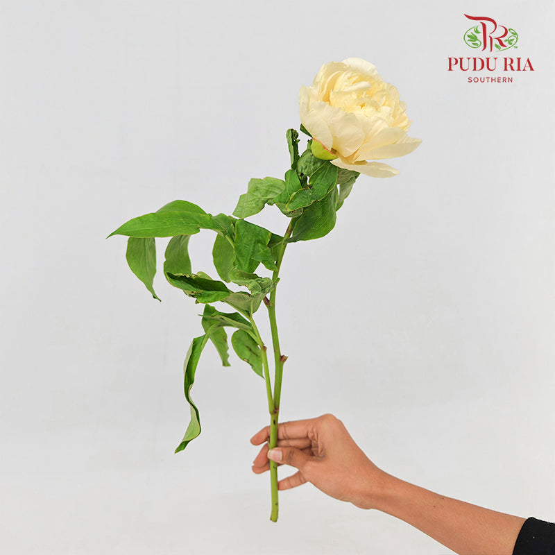 Peony Sunshine Girl 阳光女孩芍药 - (5 Stems)