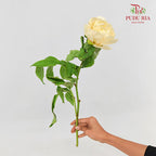 Peony Sunshine Girl 阳光女孩芍药 - (5 Stems)
