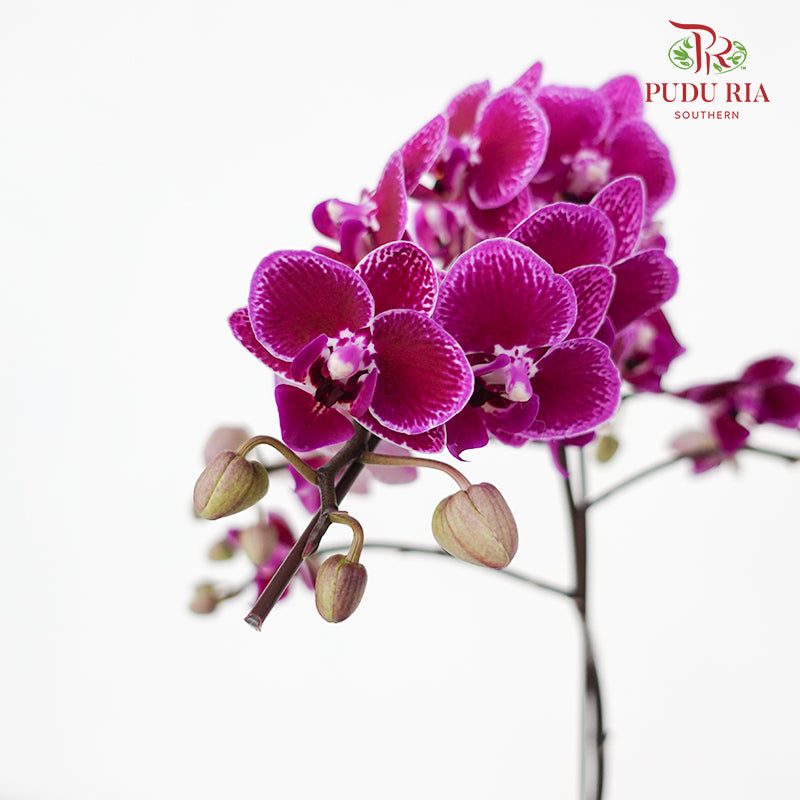 Phalaenopsis Orchid Purple Medium Double Stems