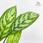 Aglaonema Silver Queen