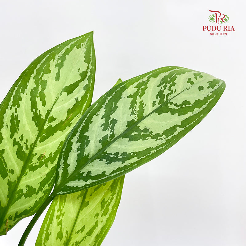 Aglaonema Silver Queen