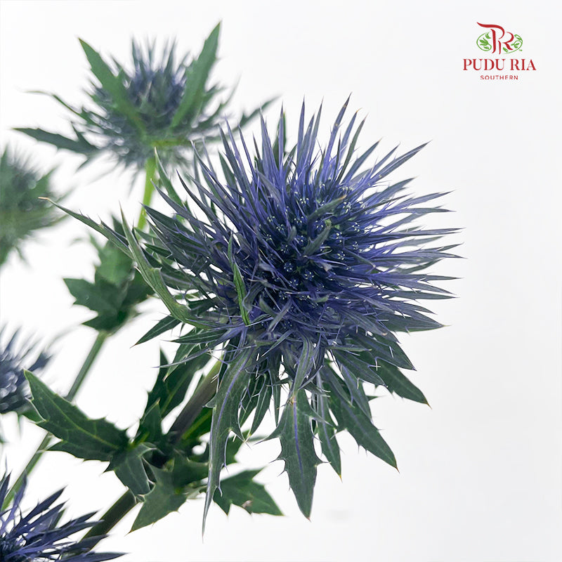 Eryngium Blue 刺芹 - (5 Stems)