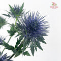 Eryngium Blue 刺芹 - (5 Stems)