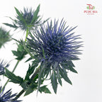 Eryngium Blue 刺芹 - (5 Stems)