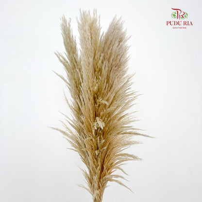 Cortaderia Pampas - 5 Stems