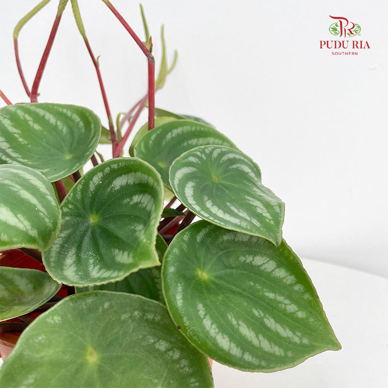 Peperomia Argyreia