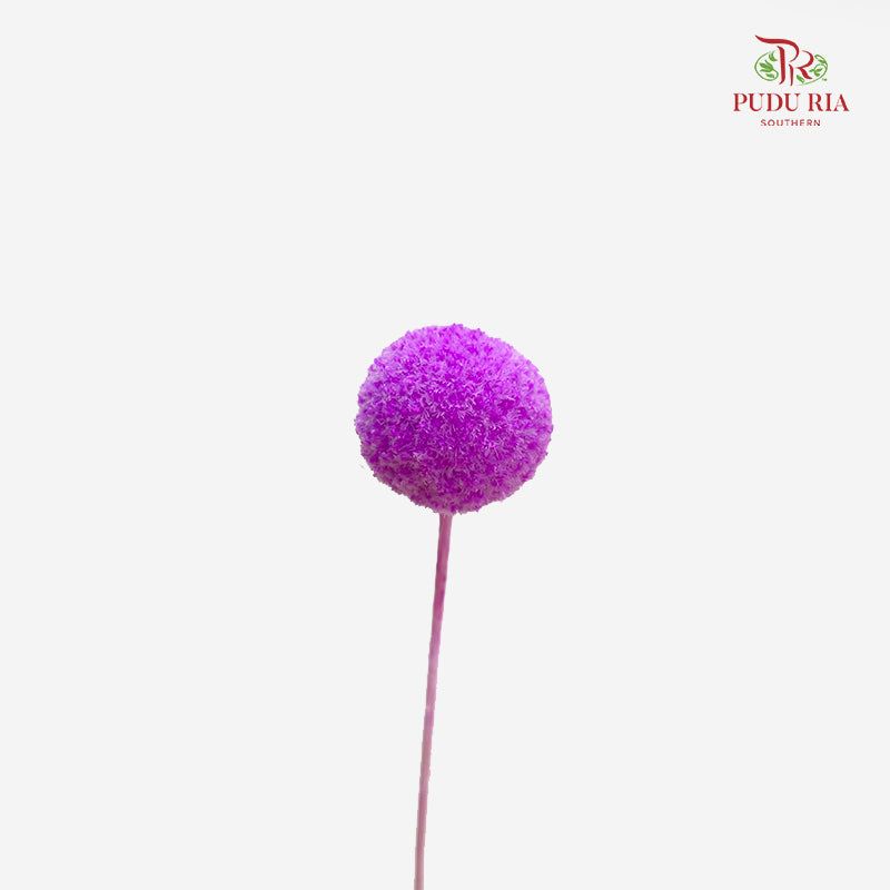 Preservative Craspedia - Purple