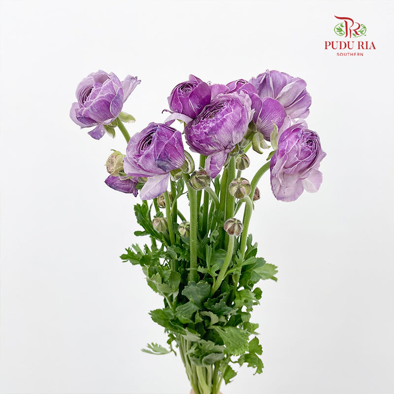 Ranunculus Purple - (8 - 10 Stems)