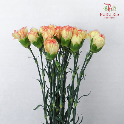Carnation St Folgore  (18-20 Stems) - Pudu Ria Florist Southern