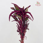 Amaranthus Straight Red 刺苋 - (Per Bundle)