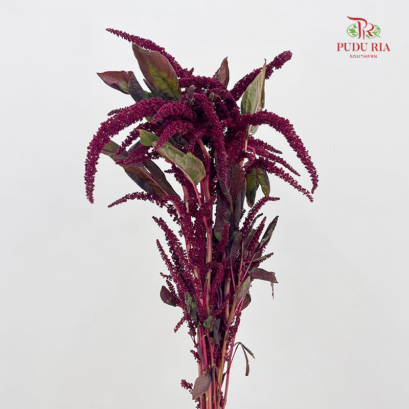 Amaranthus Straight Red 刺苋 - (Per Bundle)