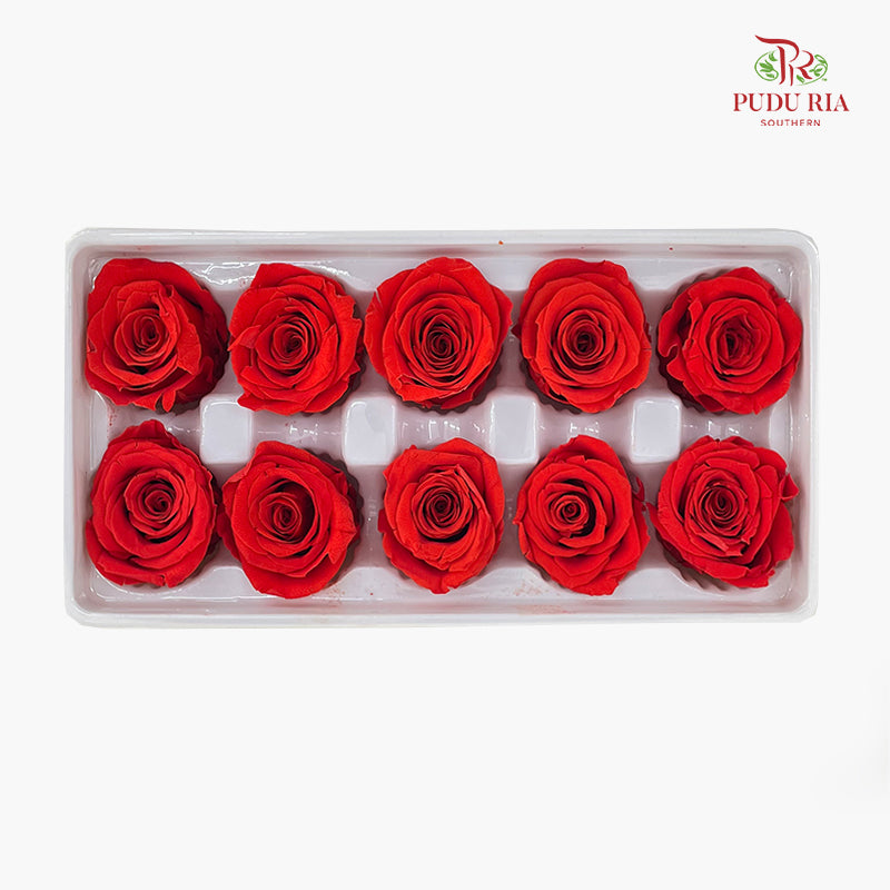 10 Bloom Preservative Rose - Orange