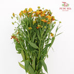 Chrysanthemum Painted - (Per Bundle)