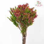 Erica Pink - (Per Bundle)