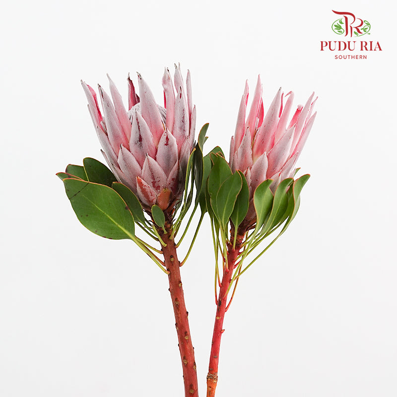 Protea Cynaroides 帝王花 - (2 Stems)