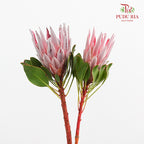 Protea Cynaroides 帝王花 - (2 Stems)