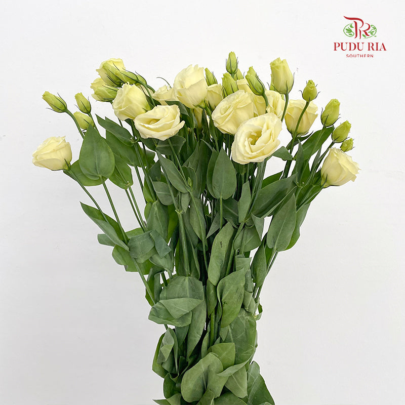 Eustoma Aube Type Rosina Yellow - (12-15 Stems)