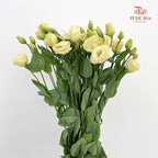 Eustoma Aube Type Rosina Yellow - (12-15 Stems)
