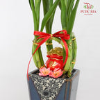 CNY Potted Plant Arrangement 2024#17
