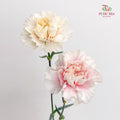 Carnation St Feather Dress B - (18-20 Stems)