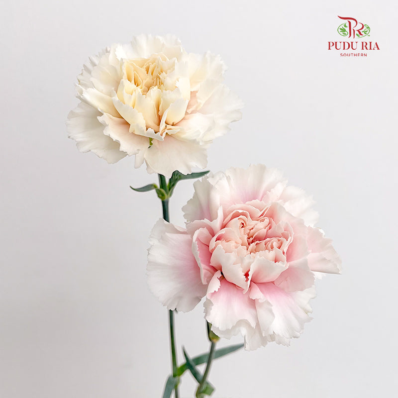 Carnation St Feather Dress B - (18-20 Stems)