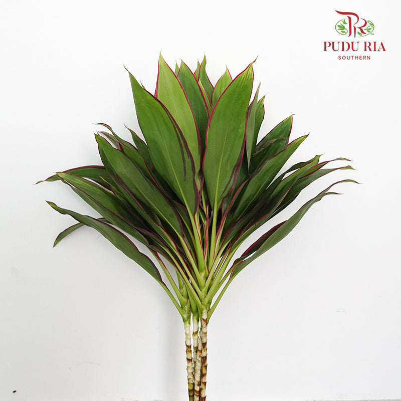 Snow Red (Cordyline Red) - Per Pack - Pudu Ria Florist Southern