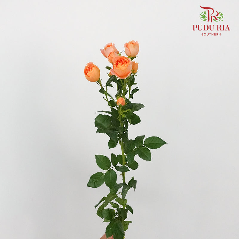 Rose Spray Juice Terrace (8-10 Stems) - Pudu Ria Florist Southern