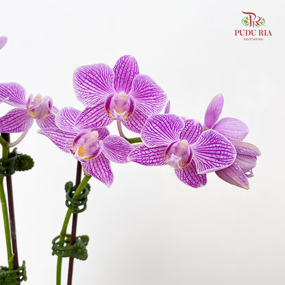 Phalaenopsis Orchid White Purple Line Mini
