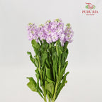 Matthiola Light Purple - 5 Stems - Pudu Ria Florist Southern