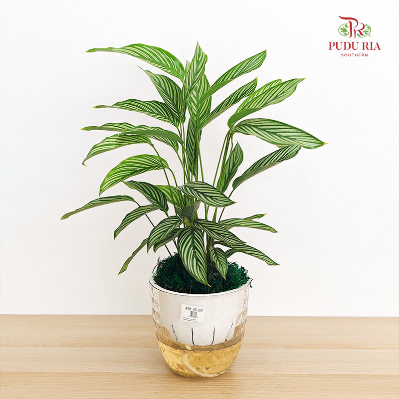Hydro Calathea Vittata
