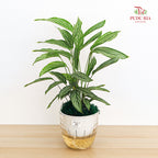 Hydro Calathea Vittata