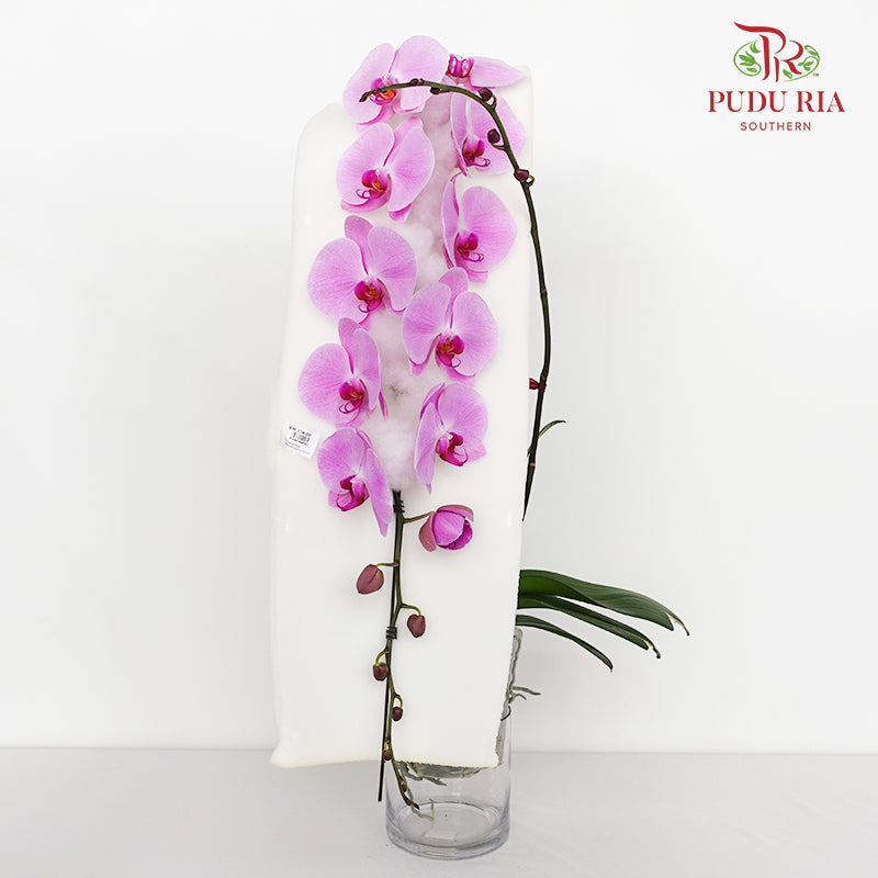 Phalaenopsis Orchid Light Purple Premium Big Single Stem