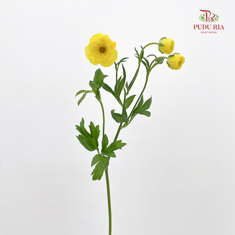 Ranunculus Butterfly Yellow - (5 Stems)