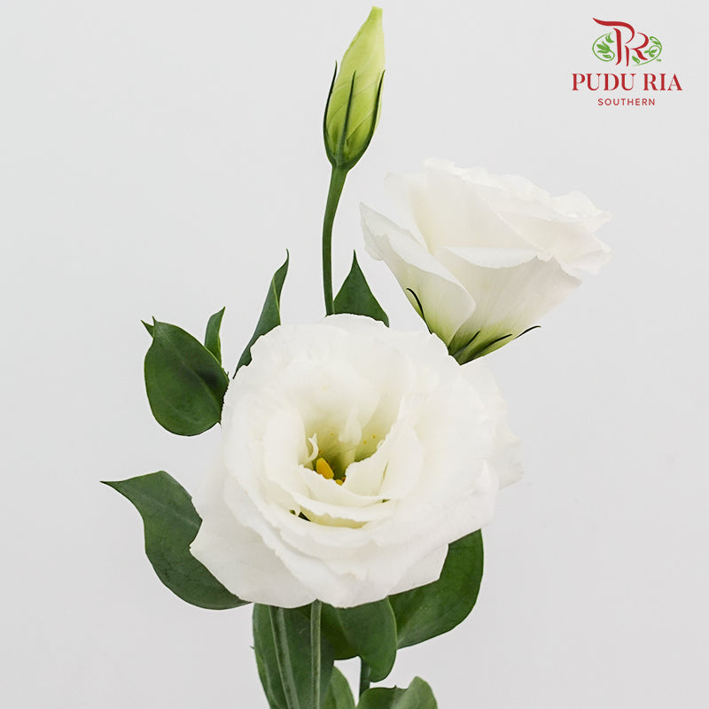 Eustoma White - (12-15 Stems)