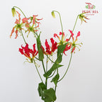 Gloriosa Hot Pink - Pudu Ria Florist Southern