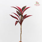 Snow Red Small 红朱蕉 - (5 Stems)