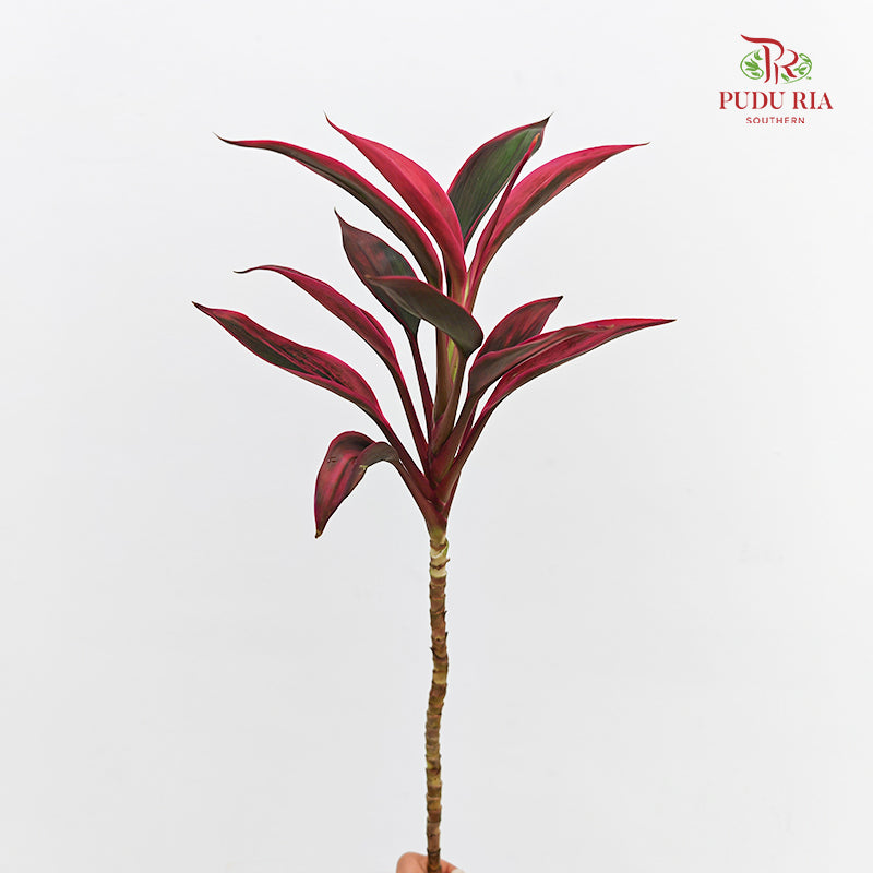 Snow Red Small 红朱蕉 - (5 Stems)