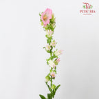 Campanula Pink - 5 Stems - Pudu Ria Florist Southern